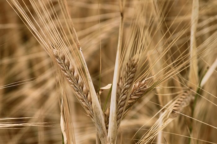 Commodity Trading Guide for South Africans Investors